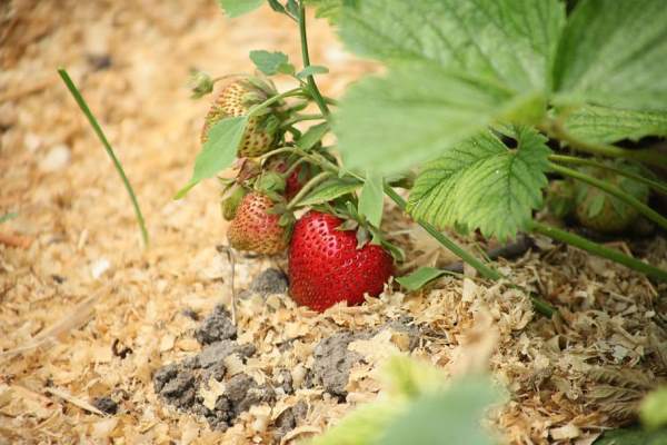 cara budidaya buah strawberry di pot dari batang agar cepat berbuah