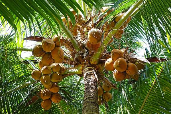 cara budidaya kelapa agar cepat berbuah