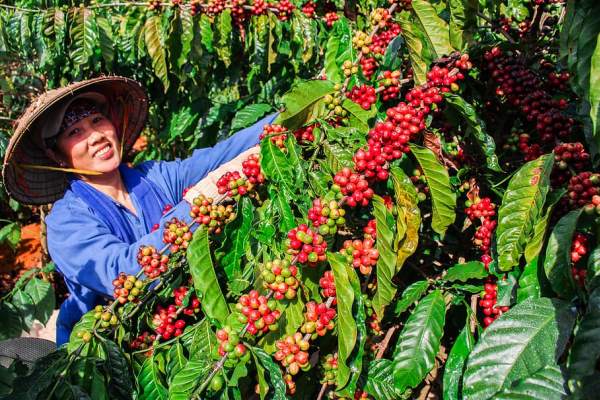 cara budidaya kopi robusta arabika agar cepat berbuah banyak