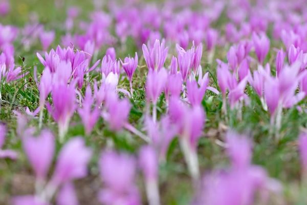 cara budidaya tanaman bunga saffron