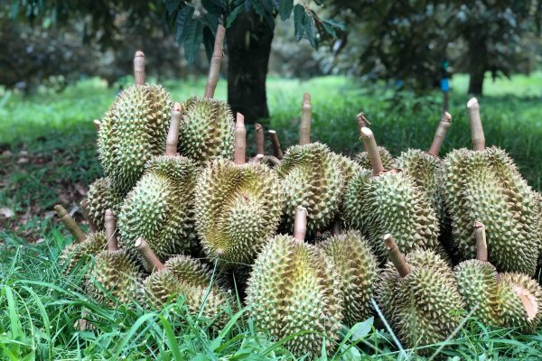 cara budidaya durian musang king pendek cepat berbuah