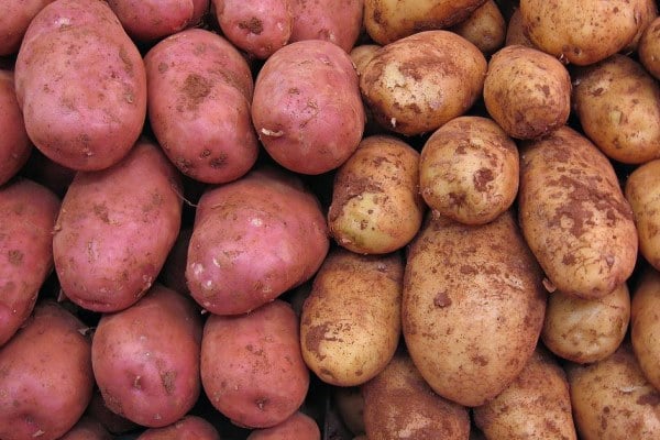 cara budidaya kentang di dataran rendah di pot di rumah untuk pemula agar berbuah banyak besar