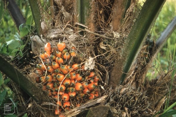 buah kelapa sawit