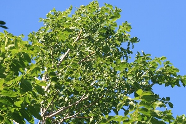 Cara budidaya pohon mahoni